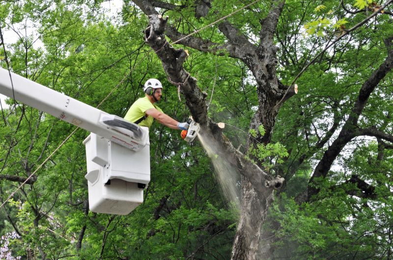 Tree Trimming