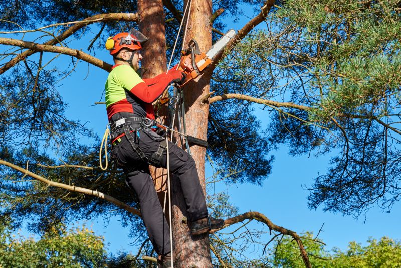 Tree Trimming Safety