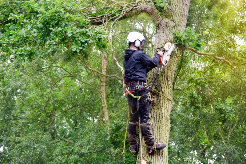 Experienced Arborists