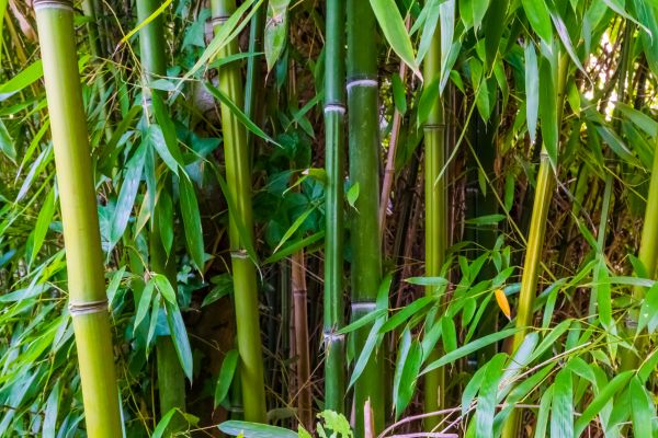 Bamboo Trimming in Ashburn