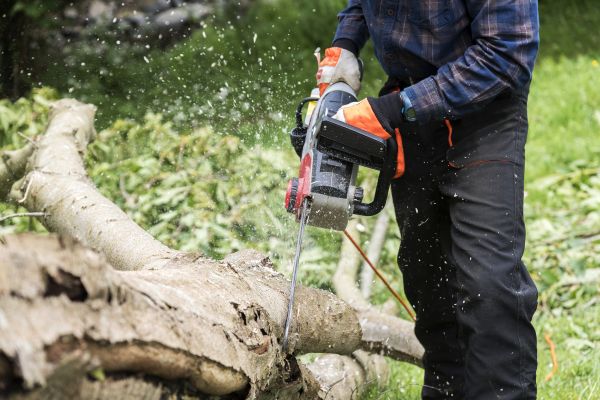 Branch Removal Service in Ashburn