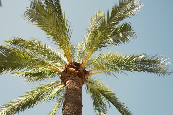 Palm Tree Pruning in Ashburn
