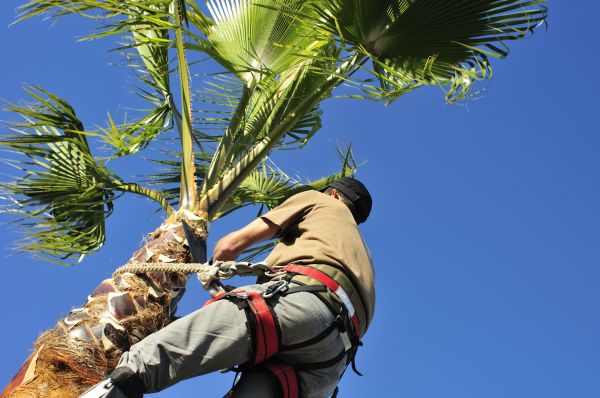 Palm Tree Trimming in Ashburn