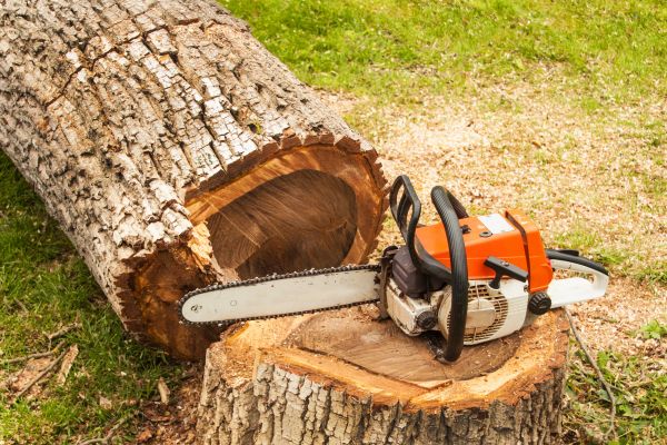 Tree Cutting Service in Ashburn