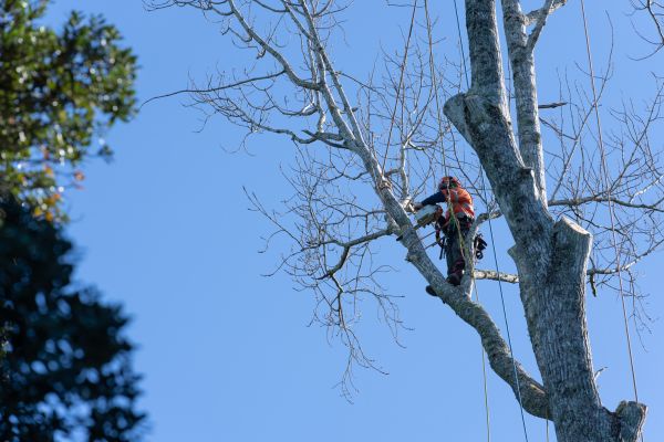 Tree Topping Service in Ashburn