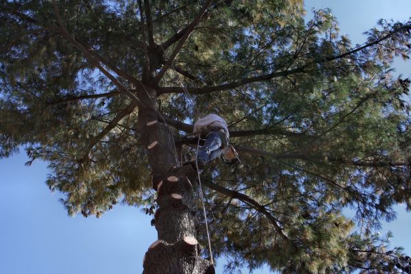 Trimming Service in Ashburn