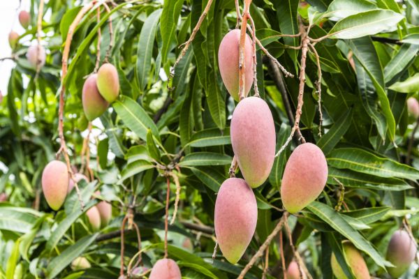 Mango Tree Trimming in Ashburn
