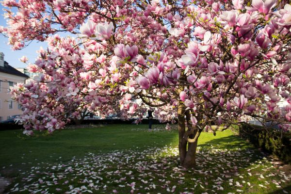 Ornamental Tree Pruning in Ashburn