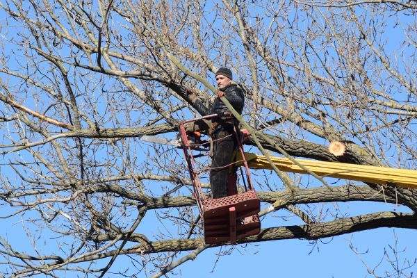 Emergency Tree Trimming in Ashburn
