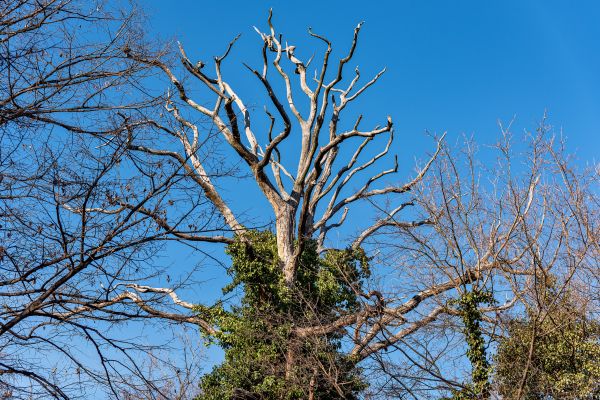 Deadwood Removal in Ashburn
