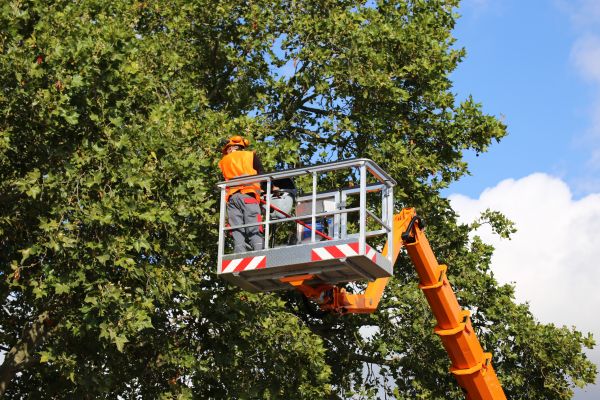 Commercial Tree Service in Ashburn