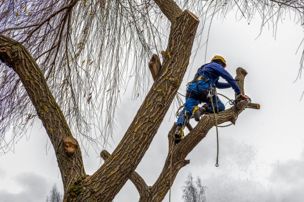 Tree Maintenance Service in Ashburn