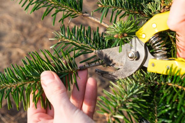 Pine Tree Pruning in Ashburn