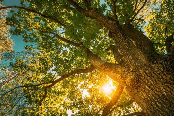 Oak Tree Pruning in Ashburn