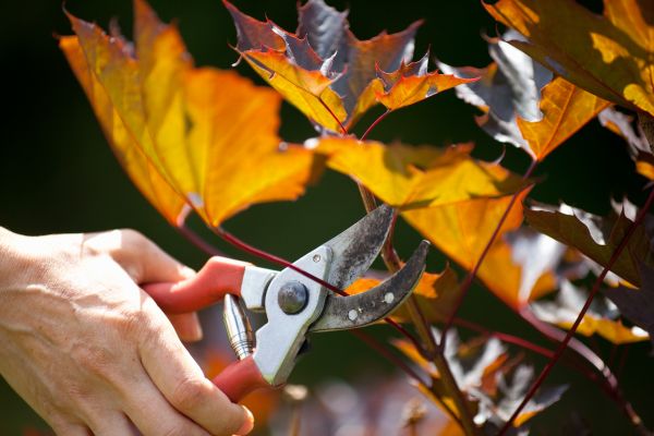 Maple Tree Pruning in Ashburn