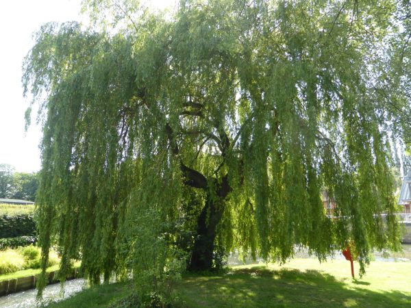 Willow Tree Trimming in Ashburn