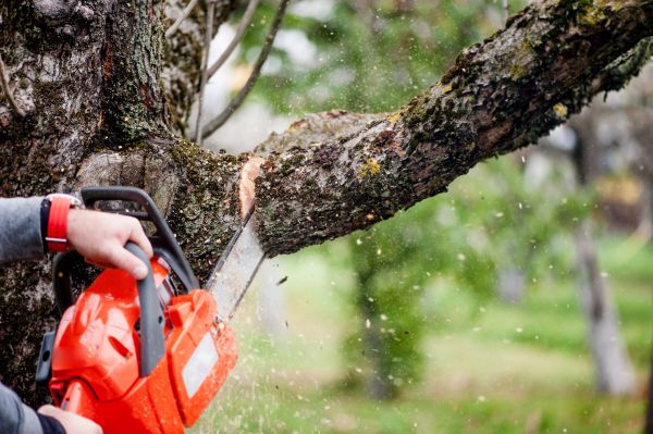 Tree Limbs Removal in Ashburn
