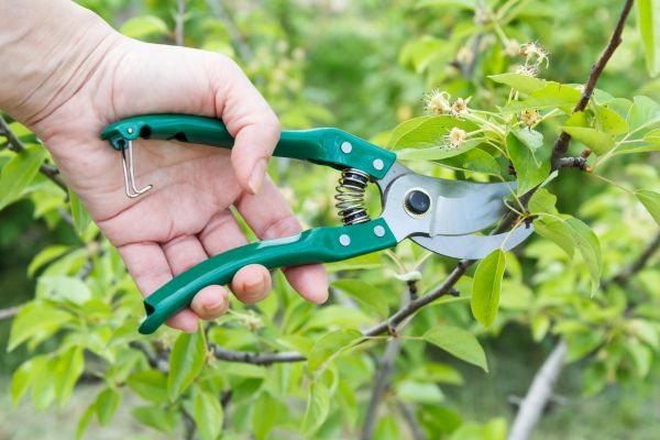 Pear Tree Pruning in Ashburn