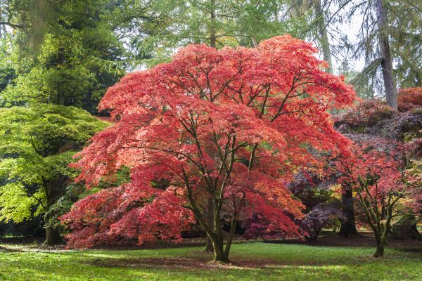 Japanese Maple Pruning in Ashburn