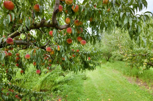 Peach Tree Pruning in Ashburn