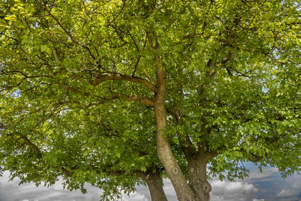 Walnut Tree Trimming in Ashburn