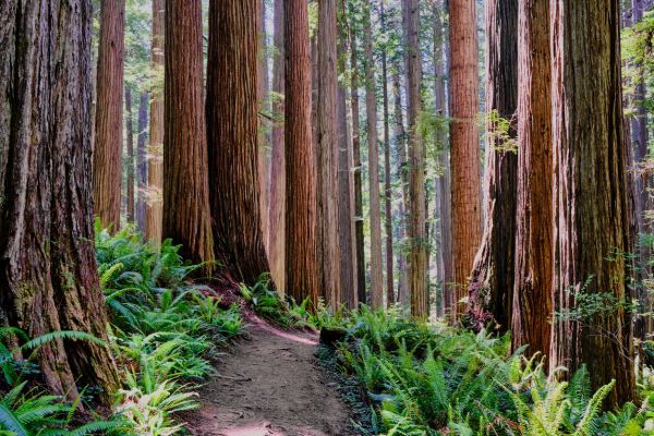 Redwood Tree Trimming in Ashburn