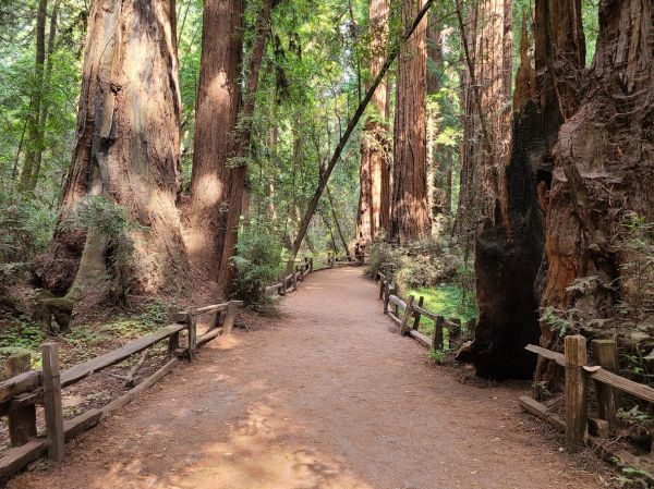 Redwood Tree Pruning in Ashburn