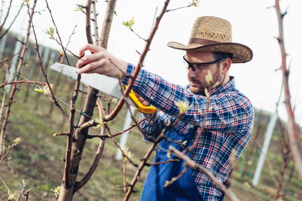 Orchard Tree Pruning in Ashburn