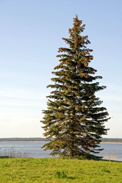 Spruce Tree Pruning in Ashburn