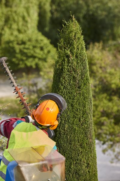 Cypress Tree Trimming in Ashburn