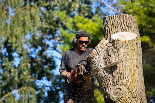 Ash Tree Pruning in Ashburn