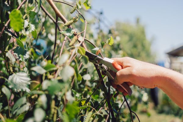 Birch Tree Pruning in Ashburn