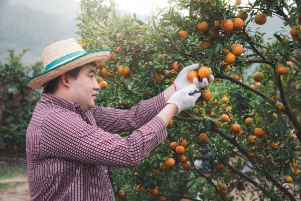 Orange Tree Pruning in Ashburn