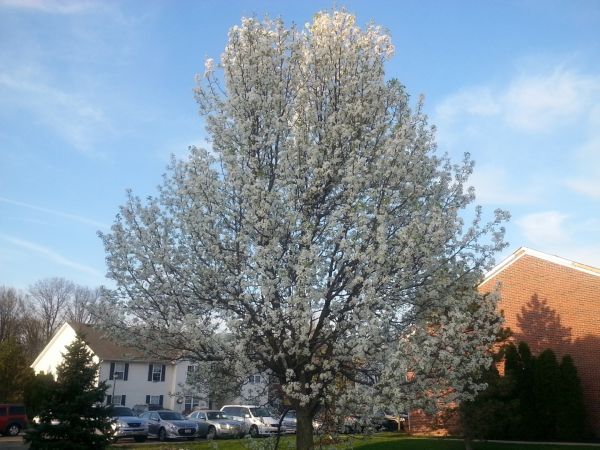 Bradford Pear Tree Pruning in Ashburn