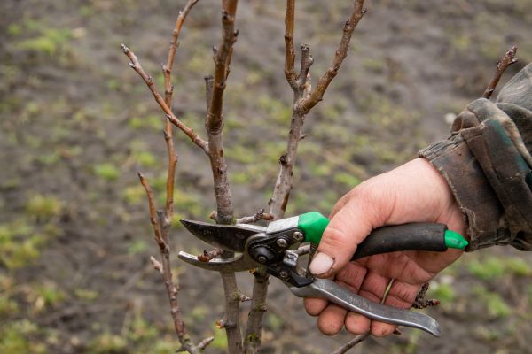 Pear Trees Pruning in Ashburn