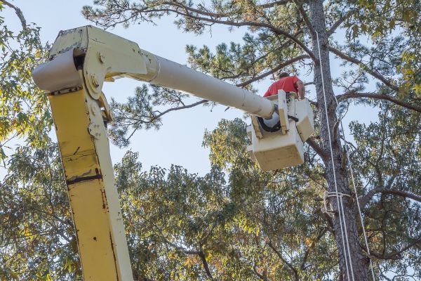 Limbs Trimming in Ashburn