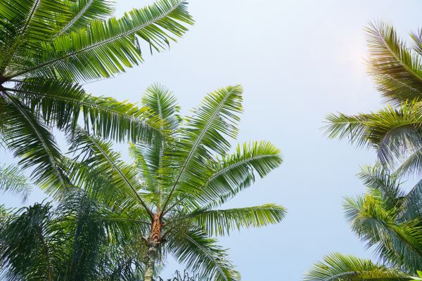 Queen Palm Tree Trimming in Ashburn