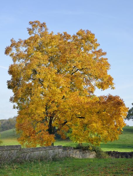 Hickory Tree Trimming in Ashburn