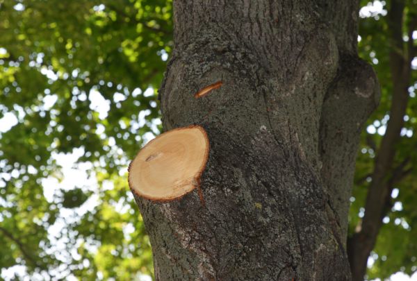 Limb Cutting in Ashburn