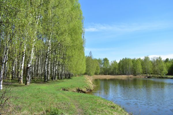 River Birch Pruning in Ashburn