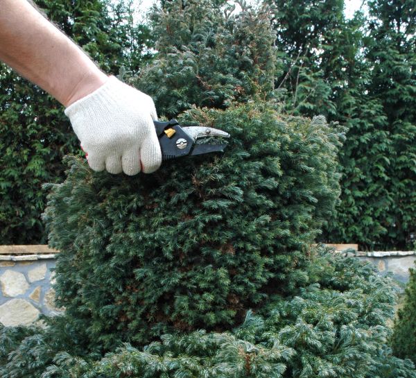 Ornamental Tree Trimming in Ashburn