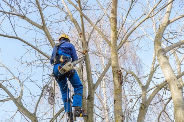 Large Tree Trimming in Ashburn