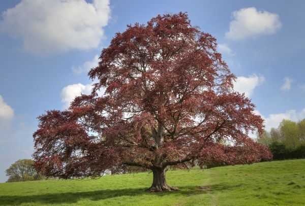Beech Tree Pruning in Ashburn