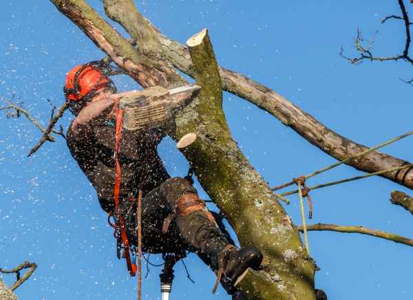 Tree Trimming Service in Ashburn