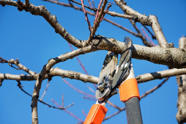 Tree Pruning in Ashburn