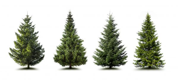 Cost of Pine Tree Trimming in Ashburn