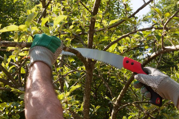 Apple Tree Trimming in Ashburn